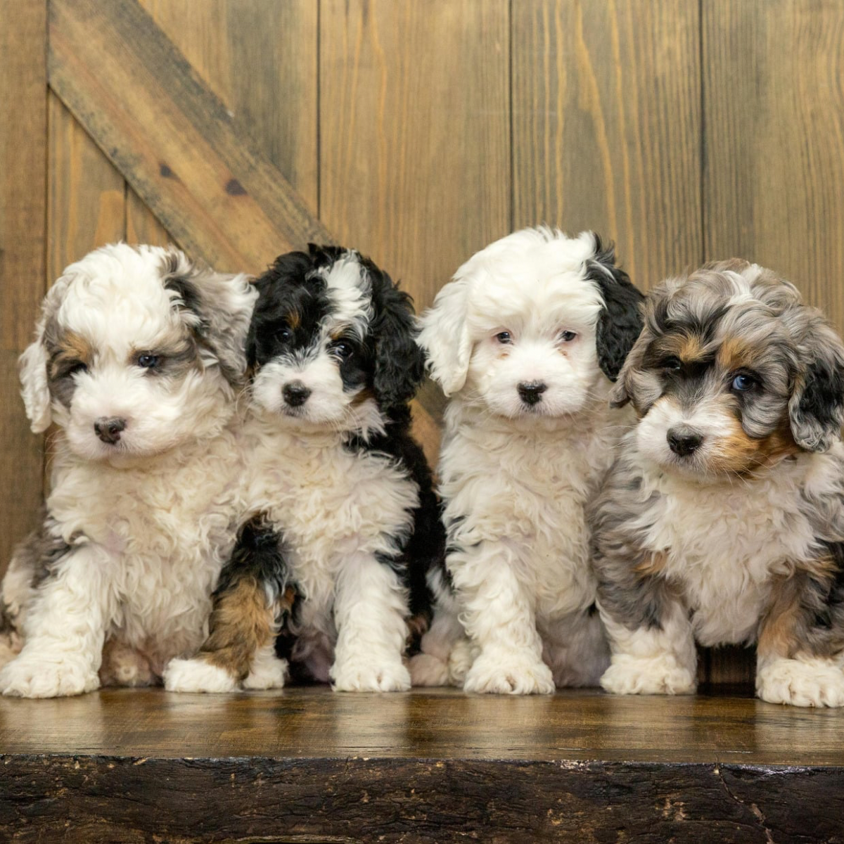 Hunde Artikel