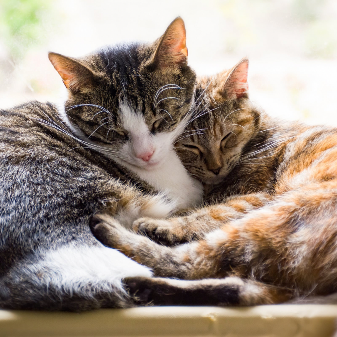 Alles für zufriedene Katzen